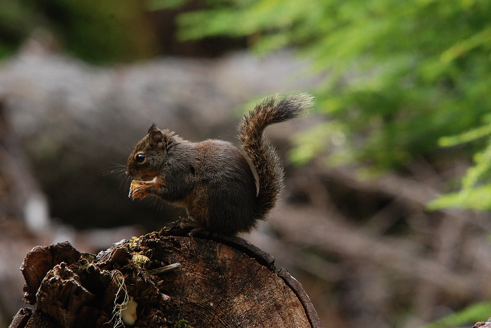 gray squirrel on brown wooden trunk HD wallpaper