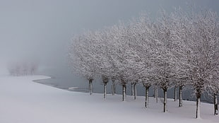 snow covered trees near lake