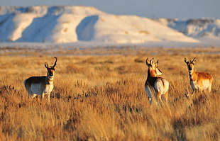 three deers standing on brown grass HD wallpaper