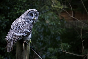 grey Owl perched on log HD wallpaper
