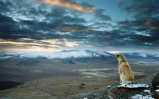 short-coated tan dog, nature, landscape, dog, mountains