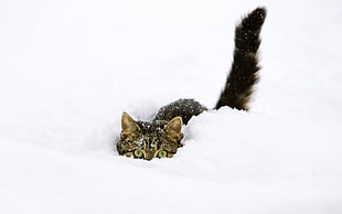 brown tabby cat hiding in snow