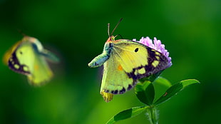green and black butterfly, macro, insect, flowers, butterfly HD wallpaper