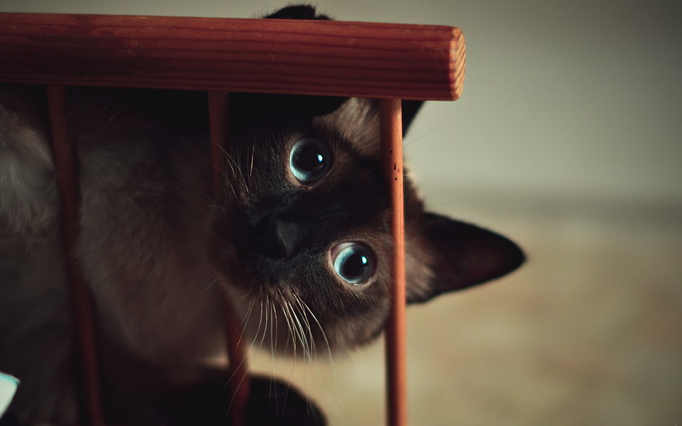 Siamese cat, animals, cat HD wallpaper