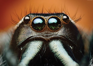 macro-photography of gray insect