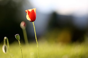 red Poppy flower and flower buds in selective photo at daytime