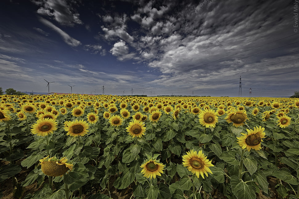 sunflower field under gray sky HD wallpaper