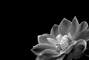 close up photo of grayscale petal flower HD wallpaper