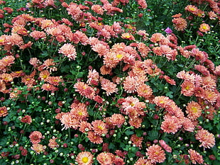 field of pink petaled flower