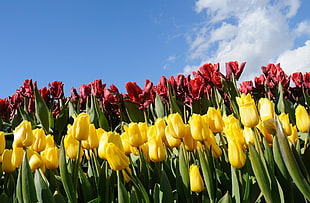 red and yellow tulips under blue sky