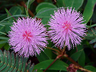 selective focus photography of two purple petaled flowers, mimosa pudica