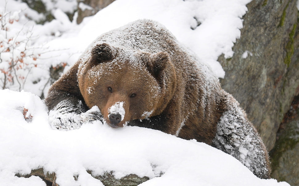 brown Polar bear HD wallpaper