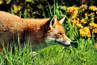 close up shot of red fox on grass field