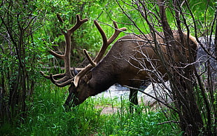 photography of brown moose eating green grass