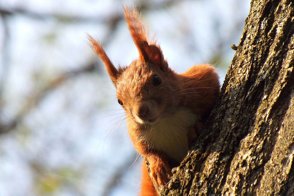 brown squirrel HD wallpaper