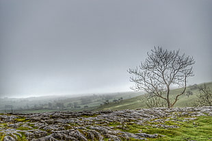 green grass photo during a cloudy sky