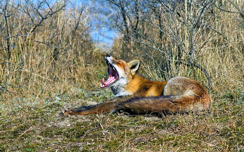 red fox surrounded bare trees HD wallpaper
