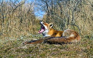 red fox surrounded bare trees