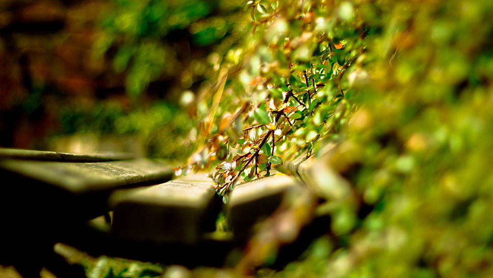 Close-up,  Grass,  Timber,  Green HD wallpaper