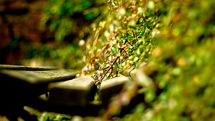 Close-up,  Grass,  Timber,  Green HD wallpaper