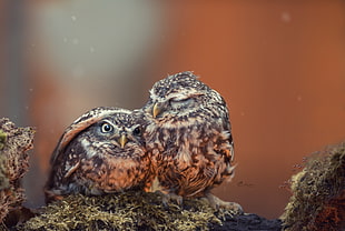 two gray chicks, animals, little owl, closeup, birds