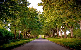 green and brown concrete house, forest, road, landscape, trees