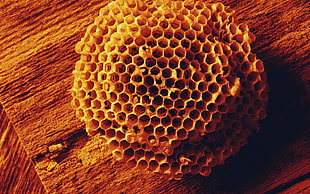 round brown honeycomb on brown wooden surface