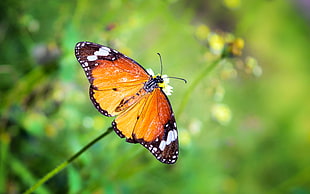 common tiger butterfly perched on white petaled flower
