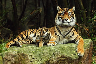 laying tiger beside cub on the stone