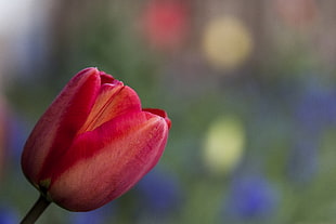 close up photography of pink tulip HD wallpaper