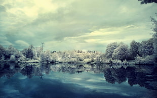 forest and river illustration