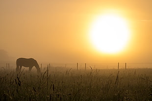 photo of horse eating on grass fields during golden hour