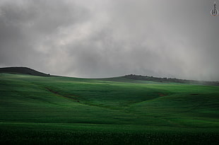 green grass field, green, campo, niebla, mist HD wallpaper