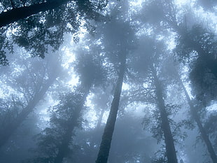 green surrounded by fog HD wallpaper