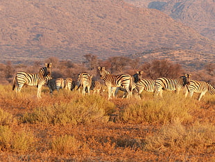 herd of zebra on brown grass