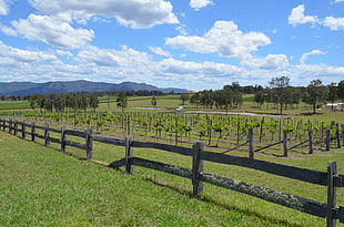 brown wooden fence, hunter valley