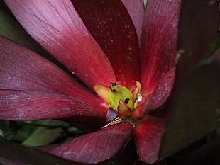 red Magnolia closeup photography, leucadendron, petra