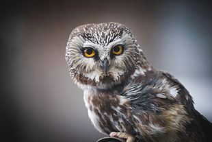 gray  and brown owl watching something, northern saw-whet owl HD wallpaper