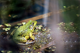 macro photography of green-and-black frog