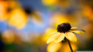 yellow daisy, flowers, yellow flowers, blurred, plants HD wallpaper