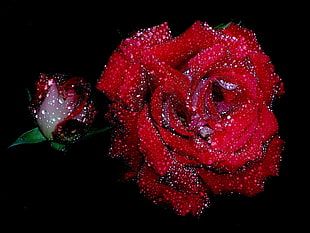 macro photography of red rose
