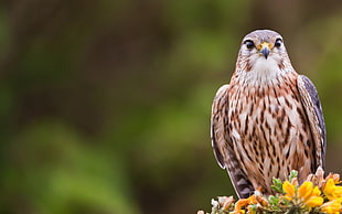 selective focus photography of brown and white Eagle