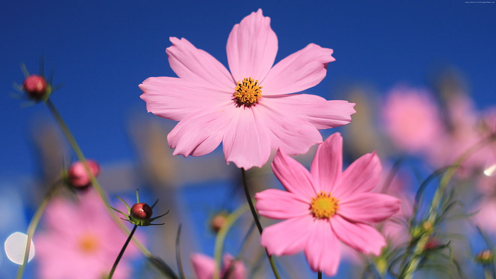 pink cosmos flower selective-focus photography HD wallpaper