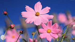 pink cosmos flower selective-focus photography