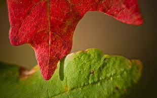 two red and green leaves