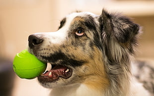 gray dog biting green ball