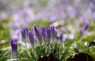 purple and white Crocus flowers closeup photo