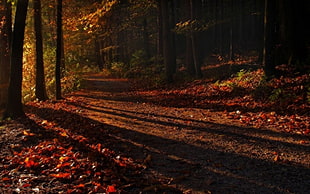 red and black floral area rug, shadow, forest, path, leaves