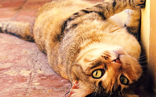 silver tabby cat lying on floor HD wallpaper