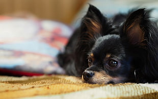 selective photography of adult black and tan long-coated Chihuahua